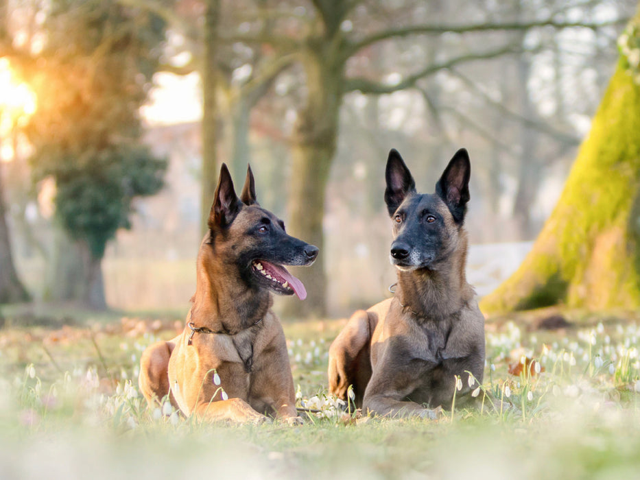 Malinois - Belgische Energiebündel - CALVENDO Foto-Puzzle - calvendoverlag 29.99