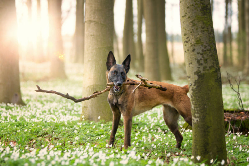 Premium Textil-Leinwand Premium Textil-Leinwand 120 cm x 80 cm quer Ein Motiv aus dem Kalender Malinois - Belgische Energiebündel