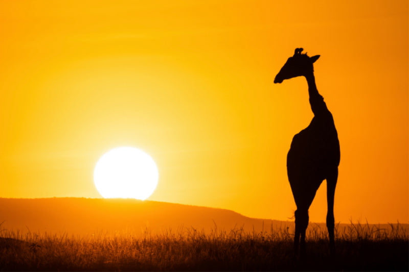 Toile textile premium Toile textile premium 120 cm x 80 cm paysage Girafe devant le soleil levant 