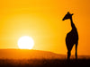 Giraffe vor aufgehender Sonne - CALVENDO Foto-Puzzle - calvendoverlag 29.99