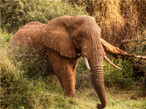 Elefant in der Zentral-Serengeti - CALVENDO Foto-Puzzle - calvendoverlag 29.99