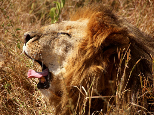 Mähnenlöwe in der Serengeti - CALVENDO Foto-Puzzle - calvendoverlag 29.99