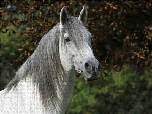 Berber Raisulih el Hadi - Fürstliche Hofreitschule Bückeburg - CALVENDO Foto-Puzzle - calvendoverlag 29.99