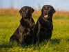 Labrador Retriever - Vater und Sohn - CALVENDO Foto-Puzzle - calvendoverlag 29.99