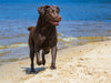 Labrador Retriever - Sommerfreuden - CALVENDO Foto-Puzzle - calvendoverlag 29.99