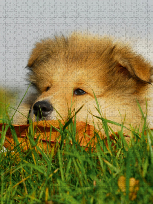 Collie Welpe - CALVENDO Foto-Puzzle - calvendoverlag 29.99