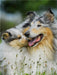 Collie Mutter mit ihrer Tochter - CALVENDO Foto-Puzzle - calvendoverlag 29.99