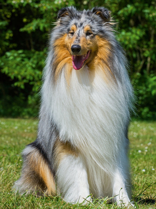 Ein wunderschöner Blue Merle Collie Rüde - CALVENDO Foto-Puzzle - calvendoverlag 29.99