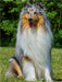 Ein wunderschöner Blue Merle Collie Rüde - CALVENDO Foto-Puzzle - calvendoverlag 29.99