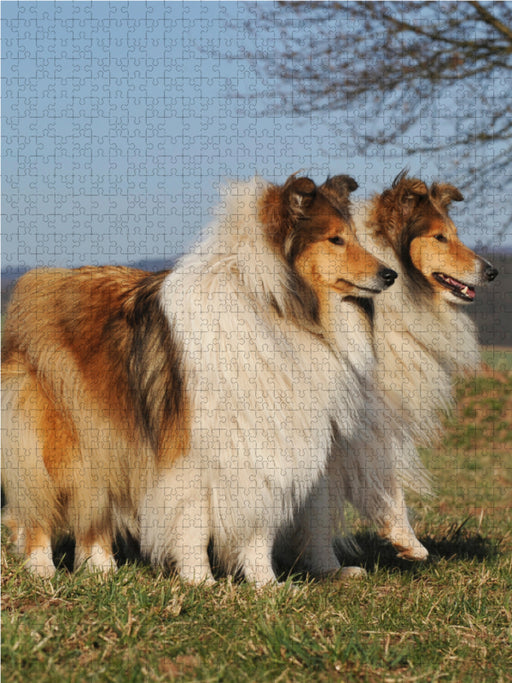 Collie Hündinnen - CALVENDO Foto-Puzzle - calvendoverlag 29.99