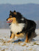 Collie Spaß im Winter - CALVENDO Foto-Puzzle - calvendoverlag 29.99