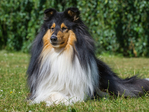 Ein prachtvoller tricolour Collie Rüde - CALVENDO Foto-Puzzle - calvendoverlag 29.99