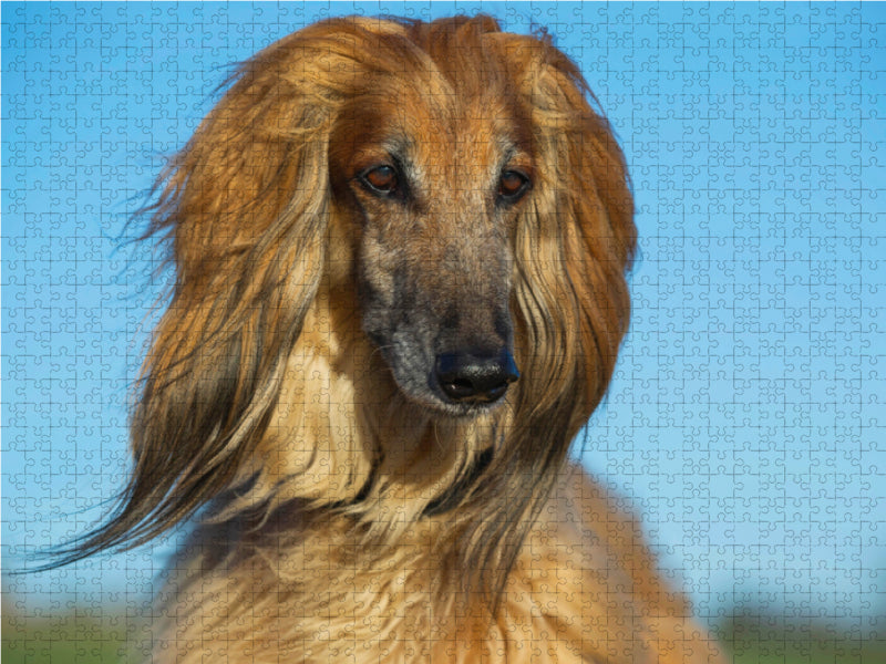 Afghanischer Windhund - Porträt - CALVENDO Foto-Puzzle - calvendoverlag 29.99