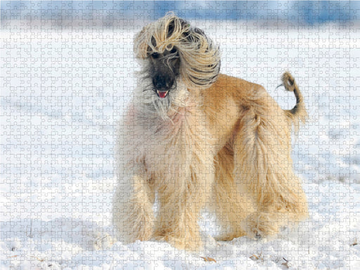 Afghanischer Windhund - Anmutige Schönheit - CALVENDO Foto-Puzzle - calvendoverlag 29.99