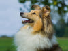 Sheltie - Ein hübsches Mädchen - CALVENDO Foto-Puzzle - calvendoverlag 29.99