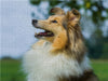 Sheltie - Ein hübsches Mädchen - CALVENDO Foto-Puzzle - calvendoverlag 29.99