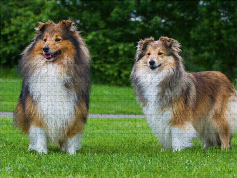 Sheltie - Ein Traumpaar - CALVENDO Foto-Puzzle - calvendoverlag 29.99