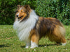 Sheltie - ein Traum von einem Rüden - CALVENDO Foto-Puzzle - calvendoverlag 29.99