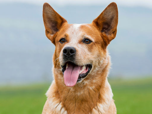 Australian Cattle Dog Porträt - CALVENDO Foto-Puzzle - calvendoverlag 29.99