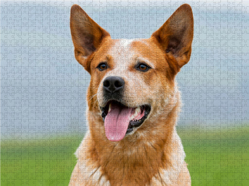 Australian Cattle Dog Porträt - CALVENDO Foto-Puzzle - calvendoverlag 29.99