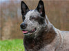 Australian Cattle Dog - Porträt eines imposanten Rüden - CALVENDO Foto-Puzzle - calvendoverlag 29.99