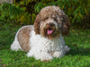 Lagotto Romagnolo - Italienischer Trüffelhund Rüde - CALVENDO Foto-Puzzle - calvendoverlag 29.99