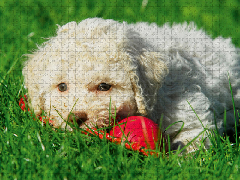 Lagotto Romagnolo - Italienischer Trüffelhund - Spiel macht kleine Welpen müde - CALVENDO Foto-Puzzle - calvendoverlag 29.99