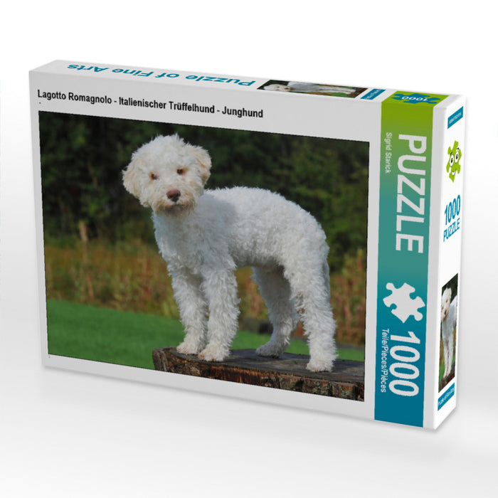 Lagotto Romagnolo - Italienischer Trüffelhund - Junghund - CALVENDO Foto-Puzzle - calvendoverlag 29.99