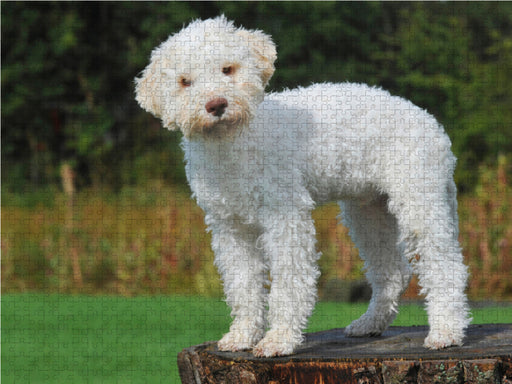 Lagotto Romagnolo - Italienischer Trüffelhund - Junghund - CALVENDO Foto-Puzzle - calvendoverlag 29.99