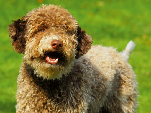 Lagotto Romagnolo - Italienischer Trüffelhund - Rüdenporträt - CALVENDO Foto-Puzzle - calvendoverlag 29.99