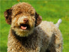 Lagotto Romagnolo - Italienischer Trüffelhund - Rüdenporträt - CALVENDO Foto-Puzzle - calvendoverlag 29.99