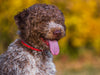 Lagotto Romagnolo - Italienischer Trüffelhund im Herbst - CALVENDO Foto-Puzzle - calvendoverlag 29.99