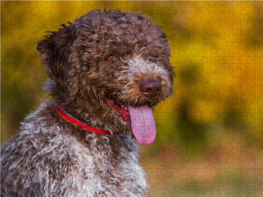 Lagotto Romagnolo - Italienischer Trüffelhund im Herbst - CALVENDO Foto-Puzzle - calvendoverlag 29.99