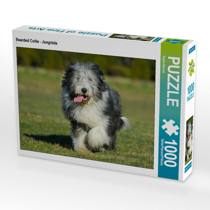 Bearded Collie - Jungrüde - CALVENDO Foto-Puzzle - calvendoverlag 29.99