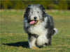 Bearded Collie - Jungrüde - CALVENDO Foto-Puzzle - calvendoverlag 29.99