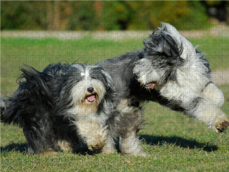 Bearded Collies beim Spiel - CALVENDO Foto-Puzzle - calvendoverlag 29.99