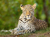 Auf dem Boden liegender Leopard beobachtet den Betrachter - CALVENDO Foto-Puzzle - calvendoverlag 29.99