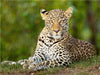 Auf dem Boden liegender Leopard beobachtet den Betrachter - CALVENDO Foto-Puzzle - calvendoverlag 29.99