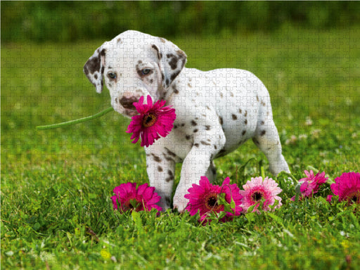 Niedlicher Dalmatinerwelpe mit rosafarbenen Gerberablüten - CALVENDO Foto-Puzzle - calvendoverlag 29.99