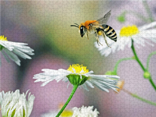 Biene und Blumen - CALVENDO Foto-Puzzle - calvendoverlag 29.99