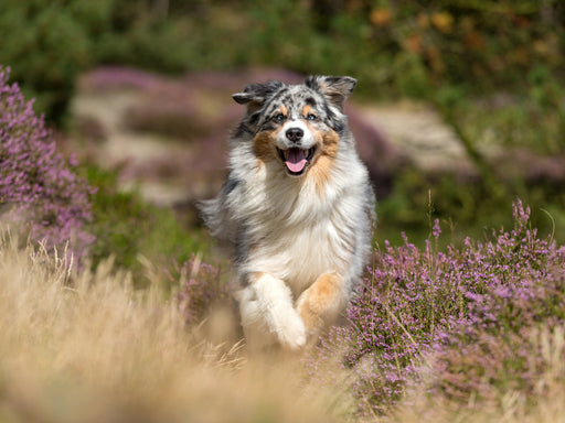 Australian Shepherd in herbstlicher Umgebung - CALVENDO Foto-Puzzle - calvendoverlag 29.99