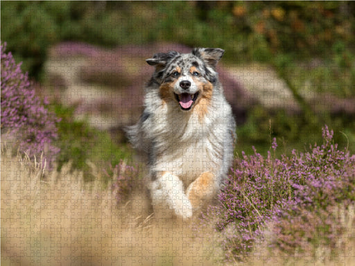 Australian Shepherd in herbstlicher Umgebung - CALVENDO Foto-Puzzle - calvendoverlag 29.99