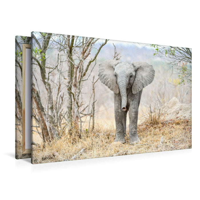 Premium Textil-Leinwand Premium Textil-Leinwand 120 cm x 80 cm quer Auge in Auge mit dem Babyelefant