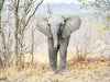 Auge in Auge mit dem Babyelefant - CALVENDO Foto-Puzzle - calvendoverlag 29.99
