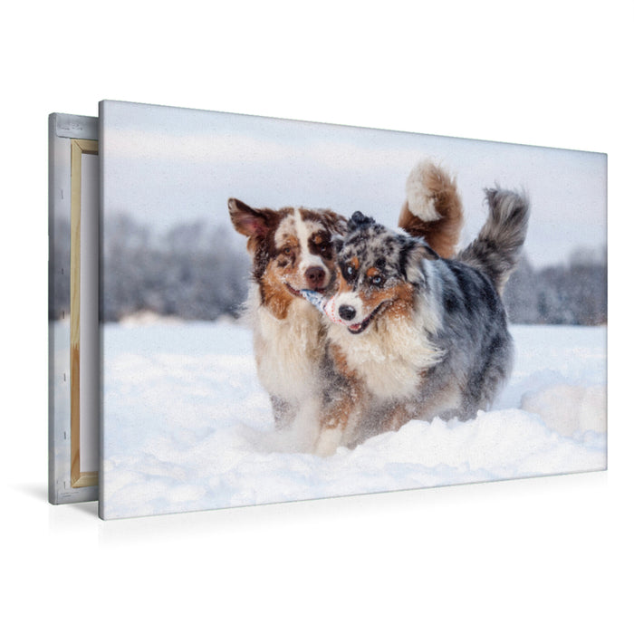 Premium Textil-Leinwand Premium Textil-Leinwand 120 cm x 80 cm quer Australian Shepherds haben Spaß im Schnee