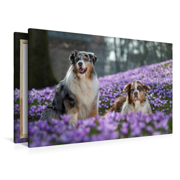 Premium Textil-Leinwand Premium Textil-Leinwand 120 cm x 80 cm quer Australian Shepherd im Krokussmeer