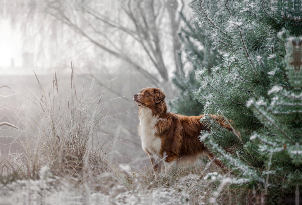 Premium Textil-Leinwand Premium Textil-Leinwand 120 cm x 80 cm quer Australian Shepherd in frostiger Winterlandschaft