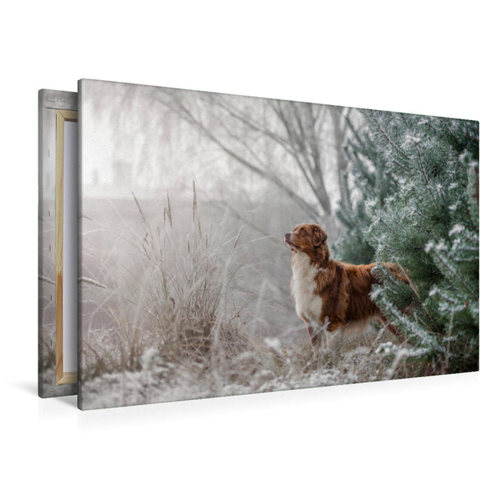 Premium Textil-Leinwand Premium Textil-Leinwand 120 cm x 80 cm quer Australian Shepherd in frostiger Winterlandschaft