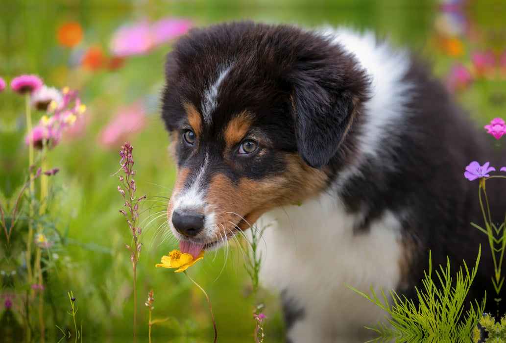 Premium Textil-Leinwand Premium Textil-Leinwand 120 cm x 80 cm quer Australian Shepherd Welpe leckt an einer Blüte