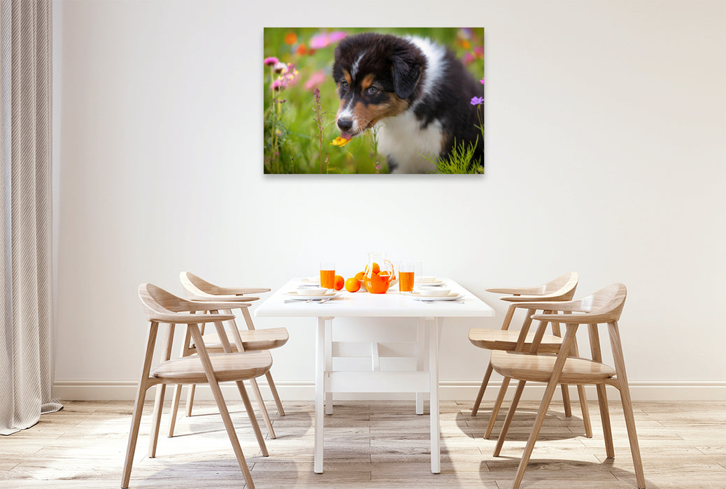 Premium Textil-Leinwand Premium Textil-Leinwand 120 cm x 80 cm quer Australian Shepherd Welpe leckt an einer Blüte